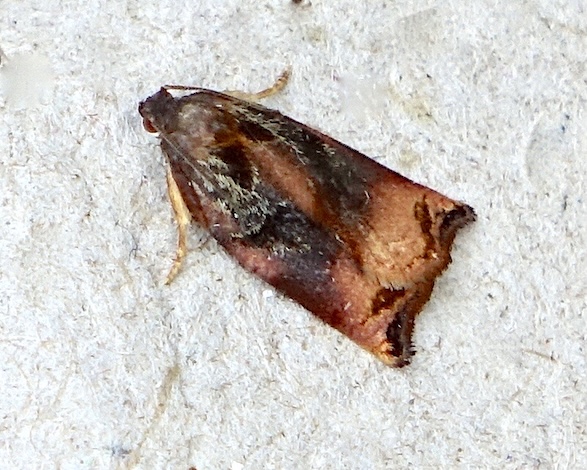 large fruit-tree tortrix